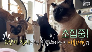 반려인들을 위한 1n년차 집사의 추천 어플 by 김마미네 똥고양이Kim Mother's cats 2,767 views 1 year ago 9 minutes, 25 seconds