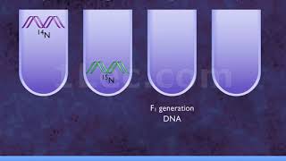 Meselson & Stahl Experiment