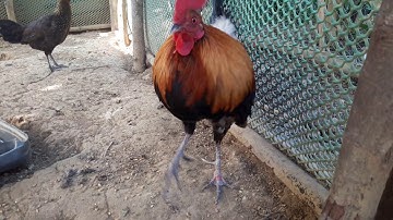 Qaib qus phaum 1 zoo nkauj heev