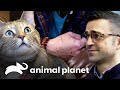 ¡Pootie la gata territorial que no le gustan los hombres! | Mi gato endemoniado | Animal Planet