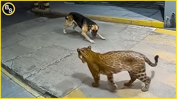 Bekijk dit: je zult niet geloven wat dit luipaard kan!