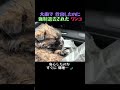 雨に濡れた子犬を保護したら… 一晩で強制退去に!?