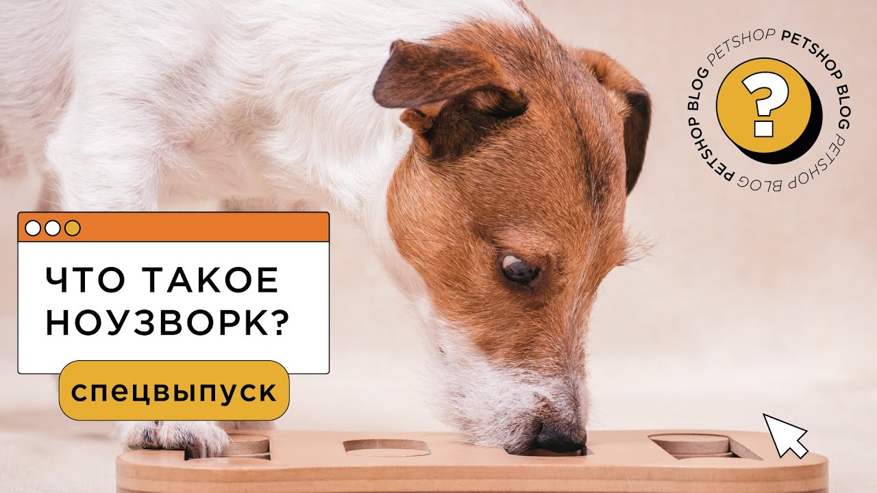 Что такое ноузворк? С чего начинать ноузворк для собак? Упражнения по ...