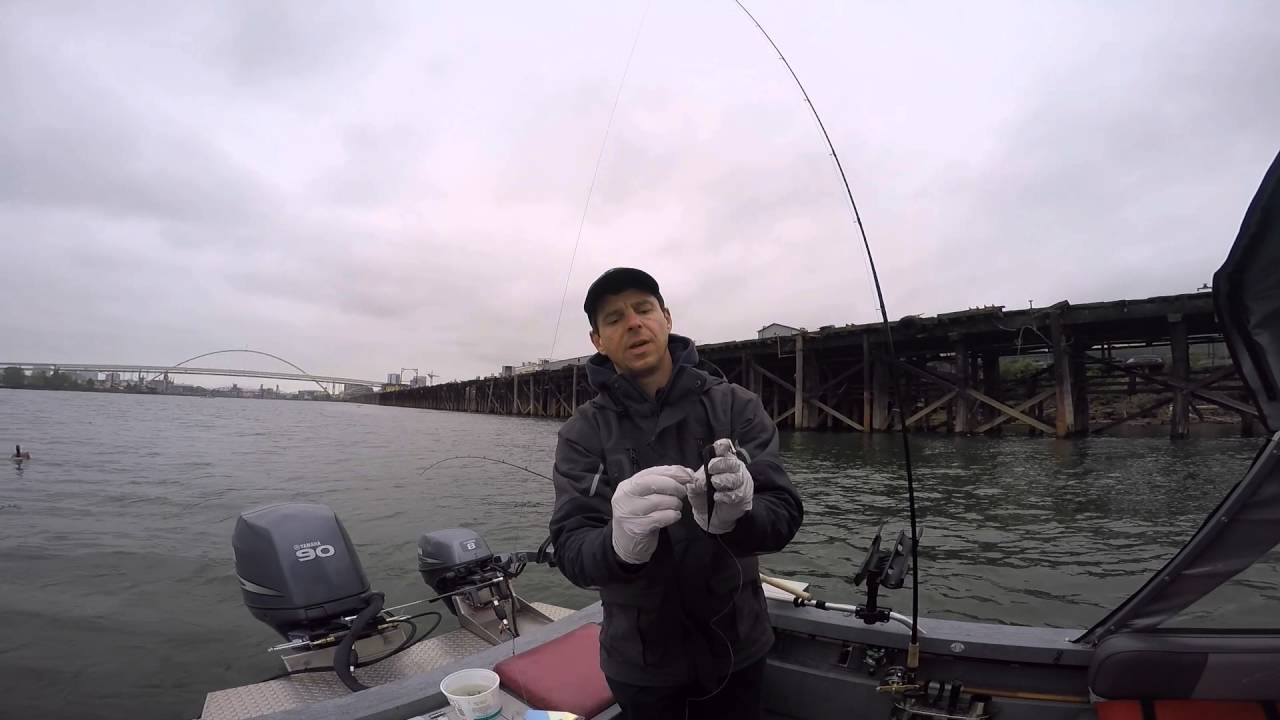 How to catch Spring Chinook Salmon on the Willamette River Fishing