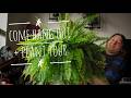 Plant Room Tour Continued + Chatting About My Plants 🌿