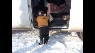 толстая собака пытается залезть в машину толстая собака пытается залезть в машину