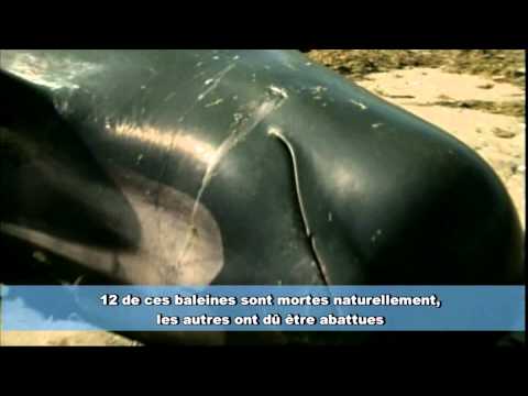 Vidéo: Suicide De Masse Des Baleines Au Large Des Côtes De La Nouvelle-Zélande: Versions De Scientifiques - Vue Alternative