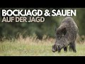 Bockjagd und Sauen  - BEST OF ROEBUCK AND WILD BOAR HUNTING
