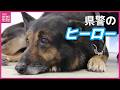 “広島県警のヒーロー” 警察犬「ドン」引退 数々の事件解決 窃盗犯や行方不明者の確保に貢献 新しい家族のもとへ