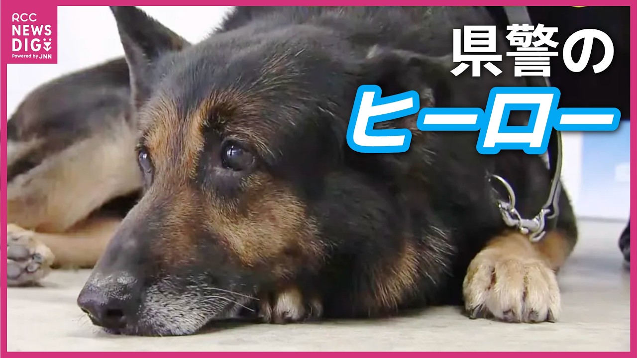 “広島県警のヒーロー”   警察犬「ドン」引退　数々の事件解決　窃盗犯や行方不明者の確保に貢献　新しい家族のもとへ