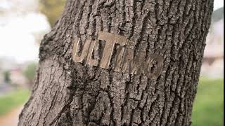 Amazing Logo Video Animation On Tree