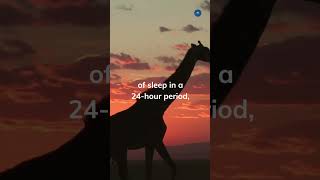 487. Sleepless in Savanna? Giraffes and the Art of the Power Nap!