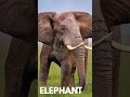 Learn Wild Animals for Kids 🦁 Fun Learning #shorts