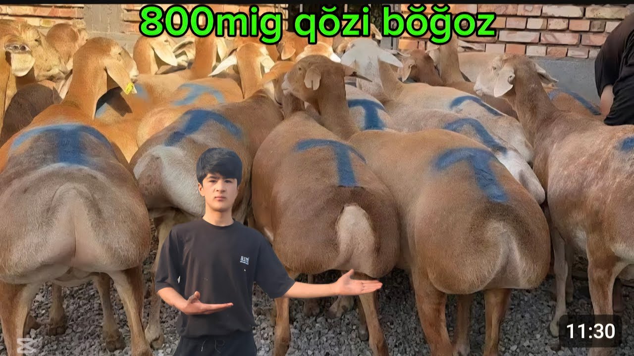 800mig QŎZI 2 3 KUDA TUĞADIGAN BŎĞOZ SOVLIQ MŎJIZA EKAZAKCHI ONA BOL 500ARON