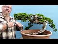 Graham potter bonsai  first pot for incredible yamadori juniper
