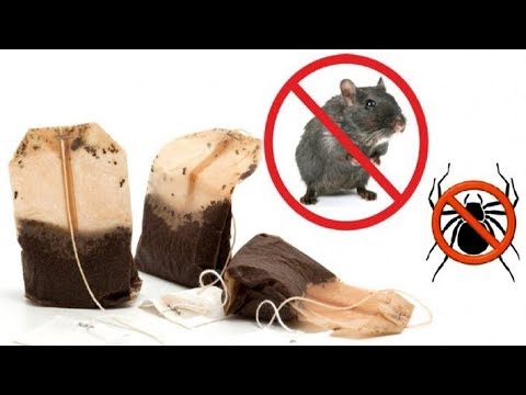 Video: Bendros plaukuotųjų žiurkių sveikatos problemos