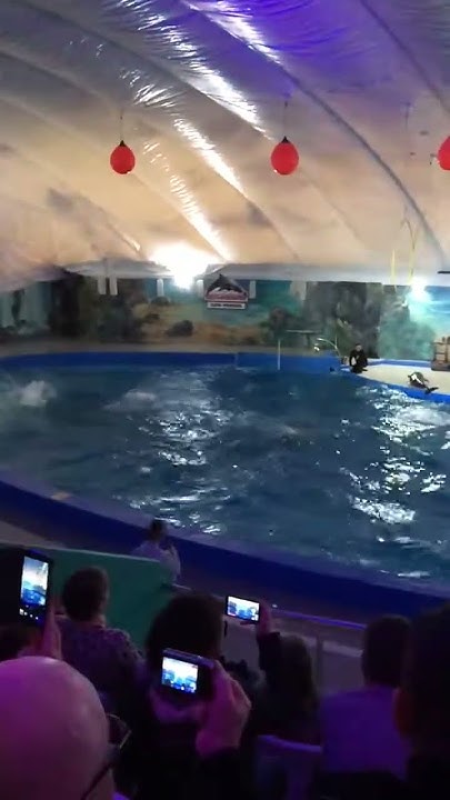 Лучший дельфинарий в Адлере. tricks of dolphins, dolphinarium Adler ...