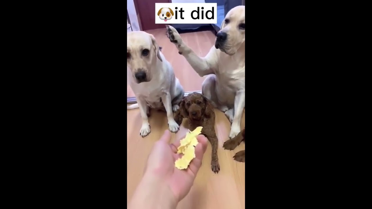Who Did This Is HILARIOUS Funnydogs Funnyanimals