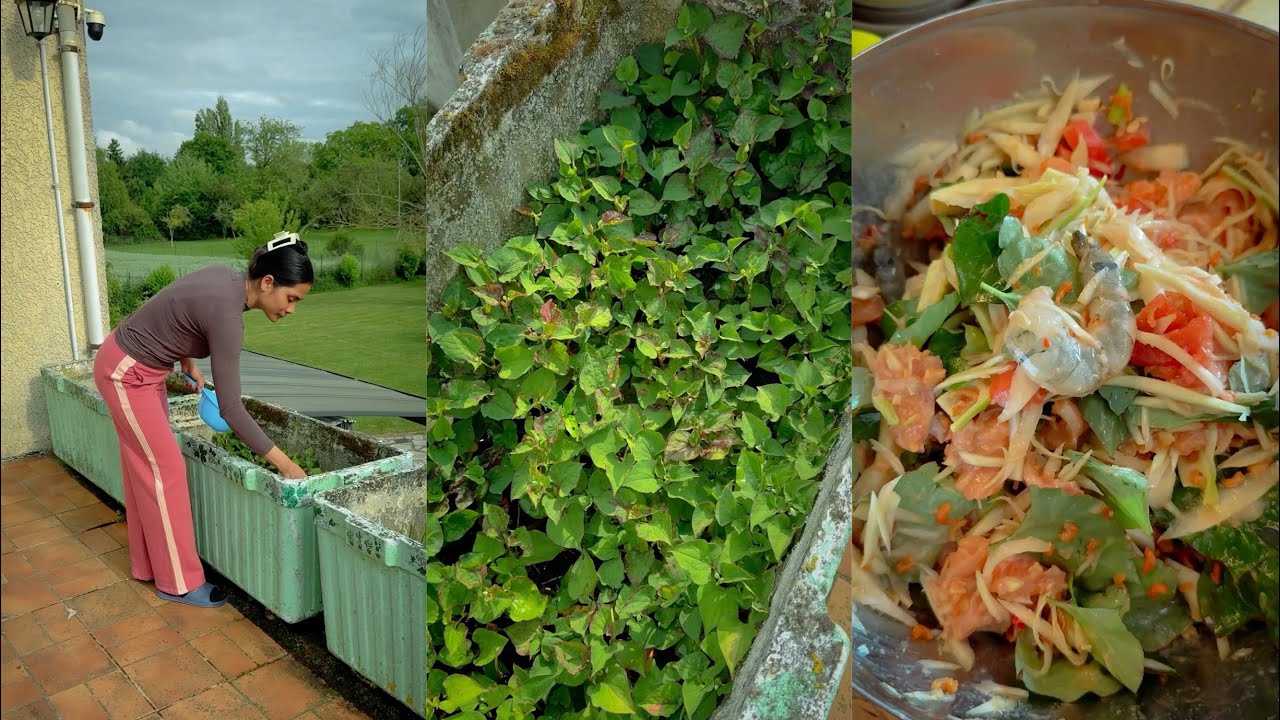 បុកល្ហុងជា១ទំពាំងត្រីសាលម៉ុនបង្គាស្រស់ឆ្ងាញ់សាលប់តេីង😁