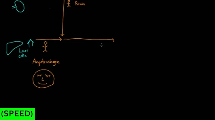 [SPEED] General overview of the RAAS system - Cells and hormones