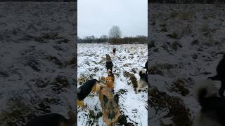 Глухие места