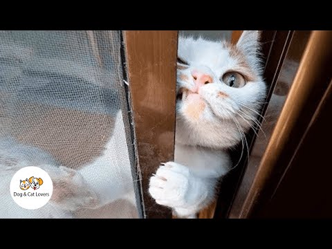 cute-pets-and-funny-videos-animals-#2---dog-&-cat-lovers