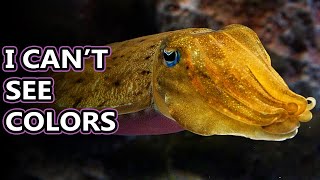 Cuttlefish facts: the cuddliest animals (not really) | Animal Fact Files