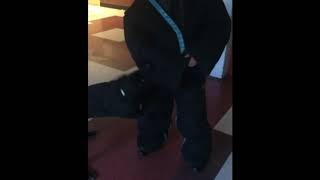 K9 Grimm Training: Building Search, Basic Obedience
