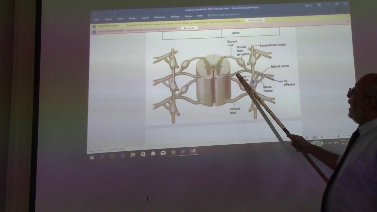 Neuroanatomy 3 ( Introduction , part 3 ) by, by Dr. Wahdan - YouTube