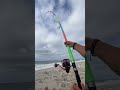 🦈Just Fish🦈 #fishing #fish #florida #longisland #shark #newyork #beach #sharkfishing #ny #viral