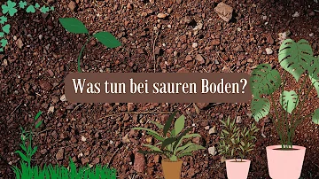 Welche Pflanzen zeigen sauren Boden an?