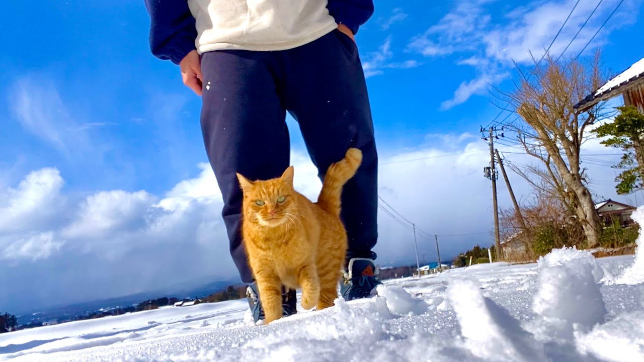 The Cat's Miaow Climb My Stairs レコード Story: Cat Climbs Stairs : Life with Dogs and Cats