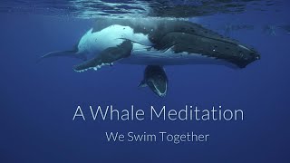 A Whale Meditation - We Swim Together - With the sounds of amazing singing Humpback Whales