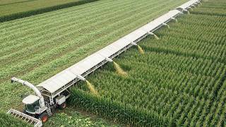 видео: Начинается сбор урожая 2025 года — фермеры и техника собирают миллионы тонн фруктов и овощей картинка: Начинается сбор урожая 2025 года — фермеры и техника собирают миллионы тонн фруктов и овощей