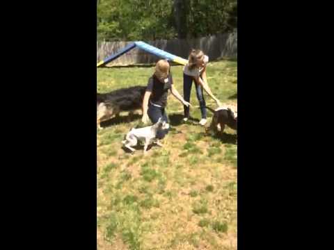 camera iphone 8 plus apk Dogs Playing after a dog class