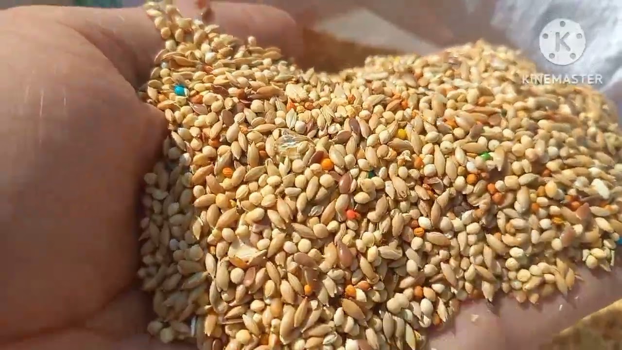 الاسعار الجديدة لأكل العصافير هذا الاسبوع عند بيرد ستون ومكانهم بسوق الجمعة 💯💚⚘️