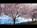 【桜と波の音】お花見するだけでリラックスできるヒーリング自然音【紫雲出山の桜と瀬戸内海】SETOUCHI ISLAND JAPAN & CHERRY BLOSSOM