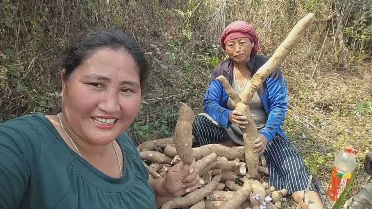 Сбор урожая маниоки | видео с поля | видео о сельском хозяйстве