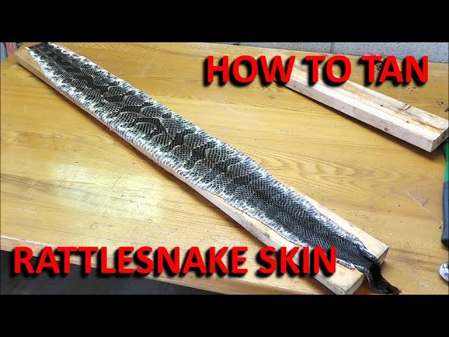 How to Preserve a Rattlesnake Rattle?