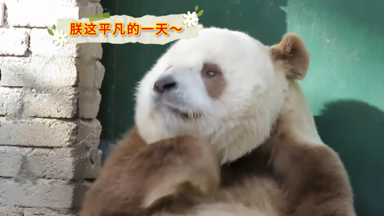 Brown Giant Panda Qizai七仔温柔的时候,一定是很温柔的男熊。。。 - YouTube