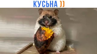 видео: КУСЬНА! ))) Приколы | Мемозг 1678 картинка: КУСЬНА! ))) Приколы | Мемозг 1678