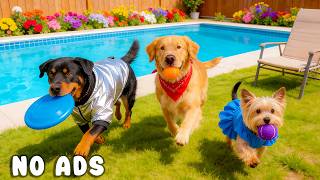 24 Hours of Dog TV for Dogs to Watch 🦮🎧 Running Dogs with Anti Anxiety Music for Dogs Home Alone 💖🐾 screenshot 4