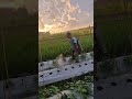 Spray plants without fail with a unique tool -Agriculture farming #shorts