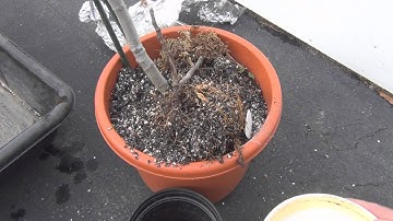 Ischia Black Fig Tree air layer Propagation removal