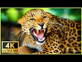 Beautiful Forest Wildlife in 4K 🐯 Leopard and Tiger - Relaxing 3D Virtual Reality Experience