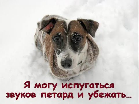Берегите собак Берегите собак