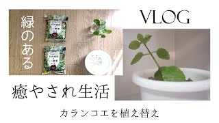 Vlog カランコエの花を植えかえて育てます Vol 2 カランコエ育て方 増やし方 植え替え 花ごころ 多肉植物 ミニ観葉の土 Youtube Vlog カランコエの花を植えかえて育てます Vol 2 カランコエ育て方 増やし方 植え替え 花ごころ 多肉植物 ミニ観葉の土 Youtube