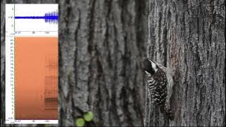 Calls of a Sunda Pygmy Woodpecker (pecking and vocalizing)