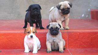 Милейшие Щенки Мопса и Джек рассел терьера. Puppies Pug and Jack Russell Terrier. Милейшие Щенки Мопса и Джек рассел терьера. Puppies Pug and Jack Russell Terrier.