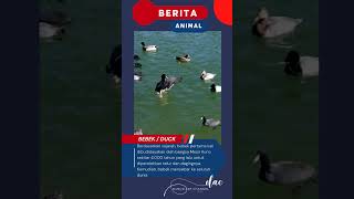 Asal Usul Bebek shorts